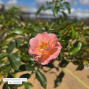 Flower Carpet® Amber Rose - Rosa -  5