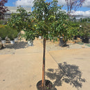 Flower Carpet® Amber Rose - Rosa -  5