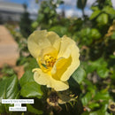Grace N' Grit™ Yellow Shrub Rose, 5 Gal