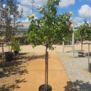 Grace N' Grit™ Yellow Shrub Rose, 5 Gal
