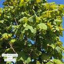 Apollo Sugar Maple - Acer saccharum 'Barrett Cole' - 2" Caliper Ball & Burlap Tree