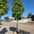 Apollo Sugar Maple - Acer saccharum 'Barrett Cole' - 2" Caliper Ball & Burlap Tree