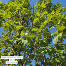 Hot Wings Tatarian Maple - Acer tataricum 'GarAnn' - 3" Caliper Ball & Burlap Tree