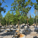 Hot Wings Tatarian Maple - Acer tataricum 'GarAnn' - 3" Caliper Ball & Burlap Tree