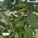 American Beech - Fagus grandifolia - 7