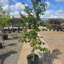 American Beech - Fagus grandifolia - 7