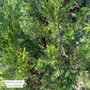 Spartan Juniper - Juniperus chinensis 'Spartan' - 7-8' Foot Ball & Burlap Tree