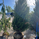 Spartan Juniper - Juniperus chinensis 'Spartan' - 7-8' Foot Ball & Burlap Tree