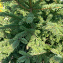 Black Hills Spruce Tree, B&B 6-8ft