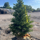 Black Hills Spruce Tree, B&B 6-8ft