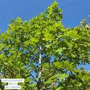Shumard Oak - Quercus shumardii - 2.5" Caliper Ball & Burlap Tree