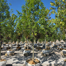 Shumard Oak - Quercus shumardii - 2.5" Caliper Ball & Burlap Tree