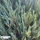 Skyrocket Juniper - Juniperus scopulorum 'Skyrocket' - 72" Ball & Burlap Tree