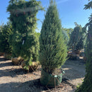 Skyrocket Juniper - Juniperus scopulorum 'Skyrocket' - 72" Ball & Burlap Tree