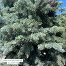 Baby Blue Blue Spruce - Picea pungens 'Baby Blue' - 84" Ball & Burlap Tree