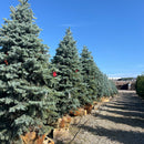 Baby Blue Blue Spruce - Picea pungens 'Baby Blue' - 84" Ball & Burlap Tree