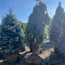 Weeping Blue Spruce - Picea pungens 'Pendula' - 72" Ball & Burlap Tree