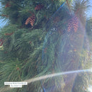 Weeping White Pine - Pinus strobus 'Pendula' - 96" Ball & Burlap Tree