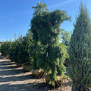 Weeping White Pine - Pinus strobus 'Pendula' - 96" Ball & Burlap Tree