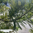 Bald Cypress Tree, B&B 84"