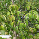 Chinese Dogwood - Cornus kousa - 5 Foot Ball & Burlap Tree