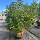 Chinese Dogwood - Cornus kousa - 5 Foot Ball & Burlap Tree
