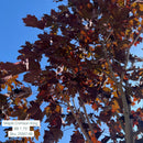 Crimson King Norway Maple - Acer platanoides 'Crimson King' - 1.75" Caliper Ball & Burlap Tree