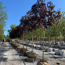 Crimson King Norway Maple - Acer platanoides 'Crimson King' - 1.75" Caliper Ball & Burlap Tree
