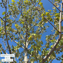 Sun Valley Red Maple - Acer rubrum 'Sun Valley' - 2" Caliper Ball & Burlap Tree