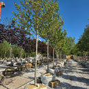 Sun Valley Red Maple - Acer rubrum 'Sun Valley' - 2" Caliper Ball & Burlap Tree
