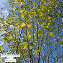 Heritage River Birch - Betula nigra 'Heritage' - 10 Foot Ball & Burlap Tree