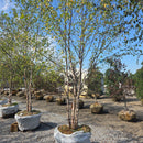 Heritage River Birch - Betula nigra 'Heritage' - 10 Foot Ball & Burlap Tree