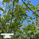 Autumn Brilliance Serviceberry (Clump) - Amelanchier x grandiflora - 6-7' Foot Ball & Burlap Tree