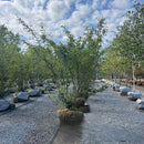 Autumn Brilliance Serviceberry (Clump) - Amelanchier x grandiflora - 6-7' Foot Ball & Burlap Tree