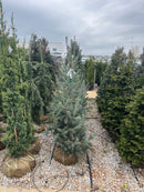 Hess Select Blue Douglas Fir - Pseudotsuga menziesii - 4-5 Foot Ball & Burlap Tree
