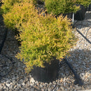 Fire Chief™ Arborvitae - Thuja occidentalis 'Congabe' - 3 Gallon Potted Evergreen Shrub