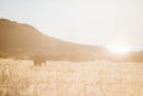 Haugen Creative Antelope Island Photo/Video Walk (April 23rd)