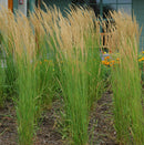 Calamagrostis Acutiflora, Karl Foerster Feather Reed Grass, Creamy White, 1 Gallon Pot