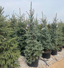 Skinny Blue Genes™ Black Hills Spruce - Picea glauca 'Westervelt' - 20 Gallon Potted Evergreen Tree