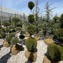 Emerald Green Arborvitae (Tiered Ball) - Thuja occidentalis 'Smaragd' - 4-5 Foot Ball & Burlap Topiary