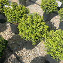 Little Gem Spruce - Picea abies - 2