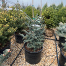 Tyler Blue Balsam Fir - Abies balsamea - 6 Gallon Potted Tree
