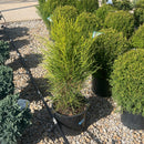 Lucky Find Arborvitae - Thuja plicata - 3