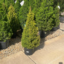 Rainbow's End Spruce - Picea glauca - 3 Gallon Potted Evergreen Shrub