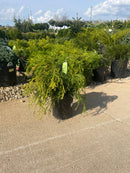 Golden Mop Falsecypress - Chamaecyparis pisifera - 1