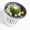 Hens and Chicks 'Cobweb Buttons' Succulent Plant, 4.33" Pot