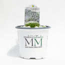 Hens and Chicks 'Cobweb Buttons' Succulent Plant, 4.33" Pot