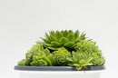Hens and Chicks 'Green Wheel' Succulent Plant, 4.33" Pot