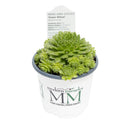 Hens and Chicks 'Green Wheel' Succulent Plant, 4.33" Pot