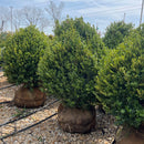 Green Mountain Boxwood - Buxus - 24-30" Ball & Burlap Evergreen Shrub